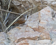 anyon Wren 5315